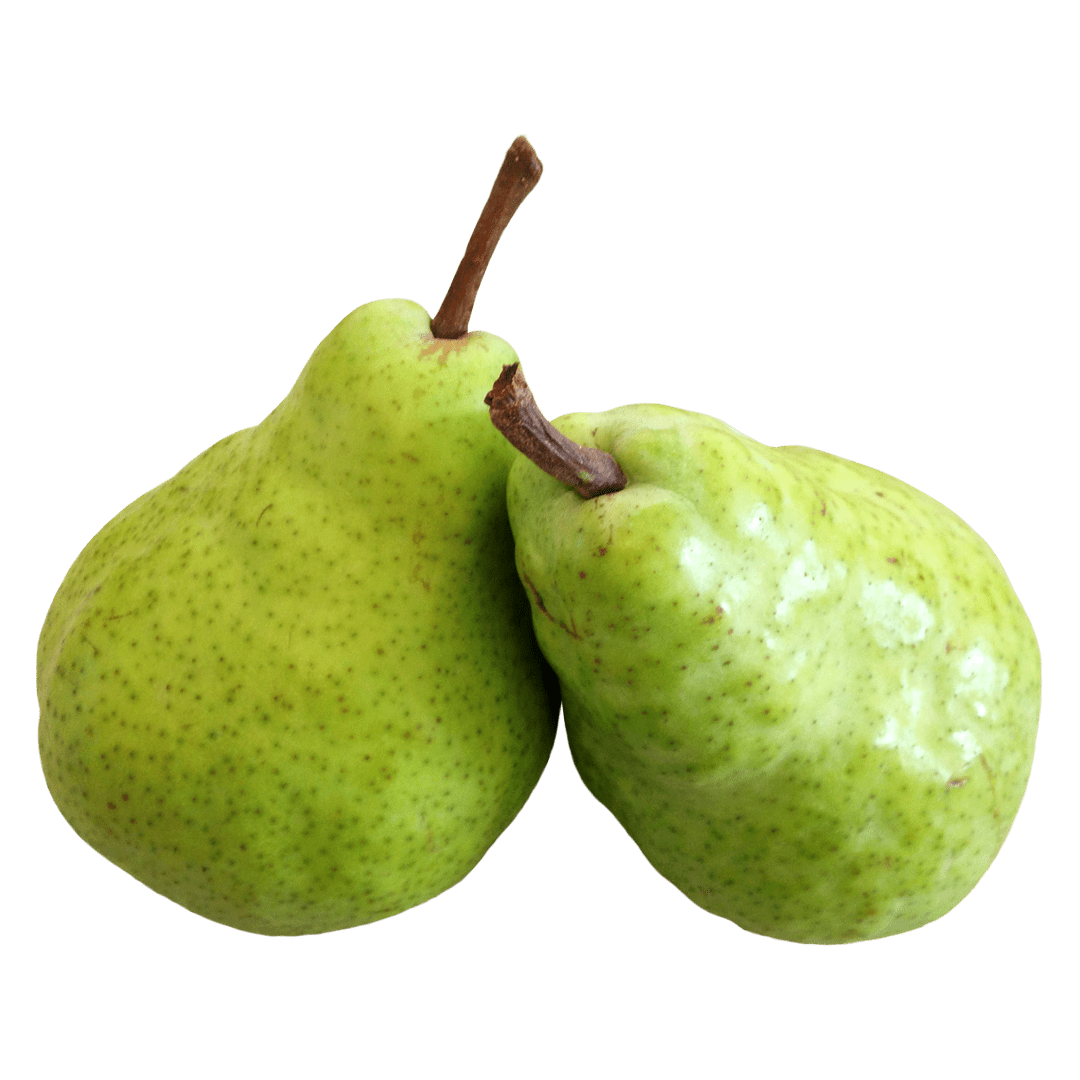 indian-pear-fruit-ubicaciondepersonas-cdmx-gob-mx